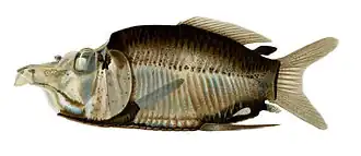 Monacoa grimaldii, split out of Opisthoproctus in 2016[11]