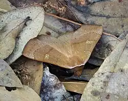Orange Panopoda