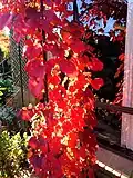 Trailing on trellis