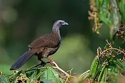 Speckled chachalaca