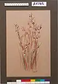 Orthoceras solandri