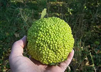 Mature multiple fruit