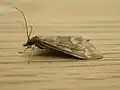 Lateral view