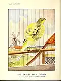 The 'Dutch Frill', 1911 illustration