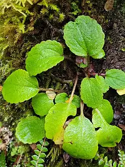 Leaves