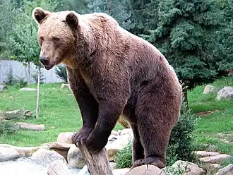 An image of a bear.
