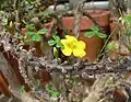 Oxalis gigantea Barneoud, 1846