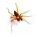 Male Oxyopes salticus, 4&nbsp;mm. North Carolina.