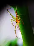 on Okra stem