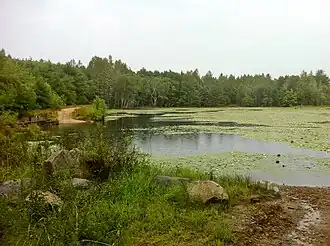 Pachaug Trail – 2 Great Meadow Brook Pond, Voluntown, CT.