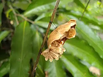 Pupa