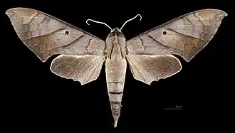 Male dorsal view
