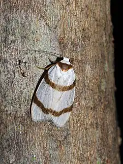Species specimen