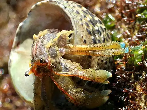 In a shell of Tegula eiseni