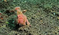 Pink coloration
