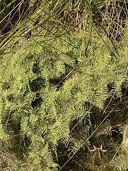 Tangle fern