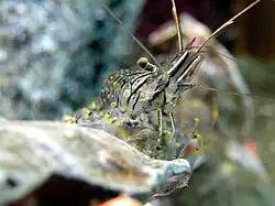 Palaemon elegans