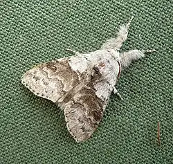 Imago (showing hairy legs)