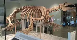 Paleoparadoxia