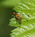 Palloptera saltuum: Pallopteridae vibrate their wings during courtship and make robotic movements.