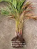 A plant affected by Gliocladium vermoeseni, a fungal disease also called "pink rot".