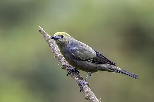 T. p. melanoptera, Colombia