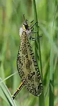 Male