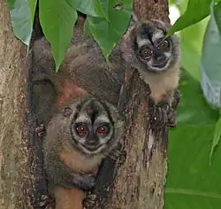 Panamanian night monkeys (Aotus zonalis) in Soberania National Park, Panama