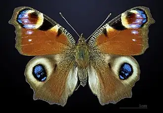 Dorsal side
