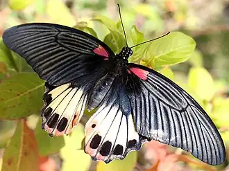 Female agenor, Thailand
