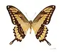 P. t. thoas, underside