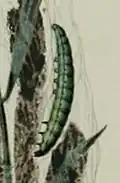 Larva