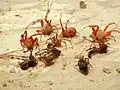 Paralyzed spiders taken from a cell in an organ pipe wasp nest