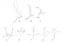 Thorax