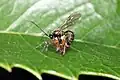Brachyzapus nikkoensis depositing egg on a spider