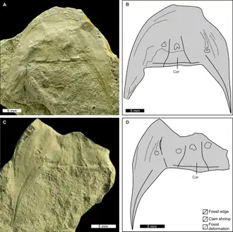 Paratype