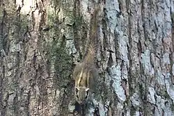 Gray squirrel