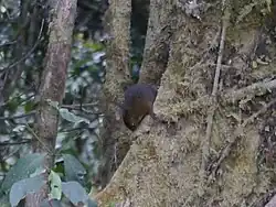 Gray squirrel