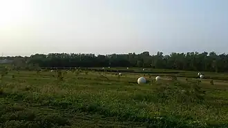 East Wooded Area