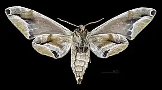 Female underside