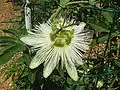 'Constance Elliot', a white flowered cultivar