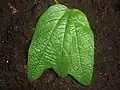 Leaf