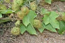 Fruiting plant
