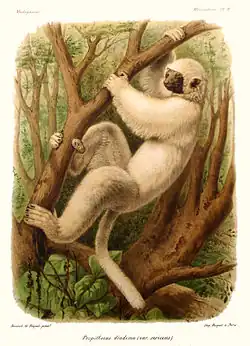 P. candidus