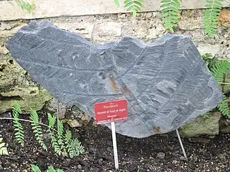 Imprints of the extinct fern Pecopteris from Commentary, France, 300 million years old