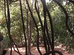 Vines