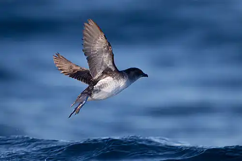 Bird flying above the ocean