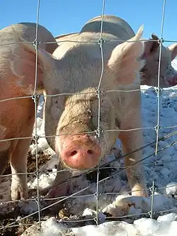 Pig with earmark