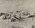 People died from famine in India