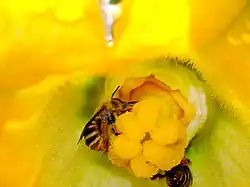Peponapis pruinosa
